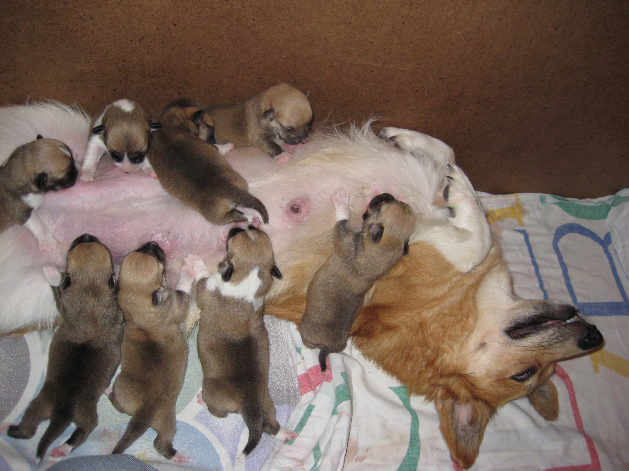 Pups